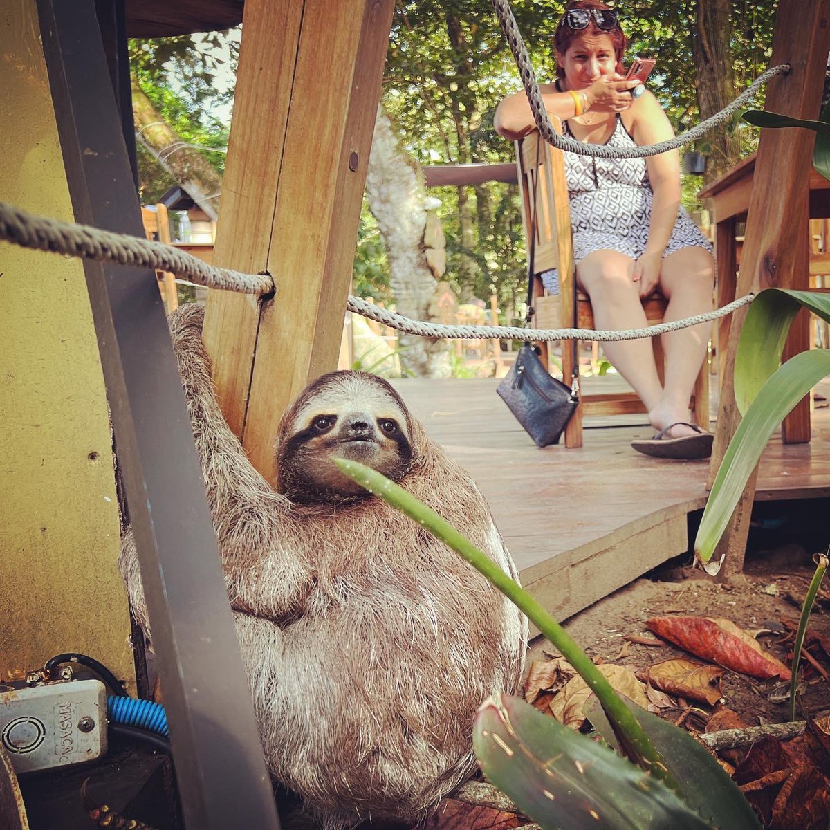 mslucycooke's tweet photo. The reality of a sloth’s life in Costa Rica: passed out in a bar. Sloths are victims of recent rapid development. Losing just a few trees forces them to ground where dogs, cars &amp; tourists wanting selfies r a lethal threat. @SlothCon are trying to protect increasingly urban sloths https://t.co/sXtC7aJRMp