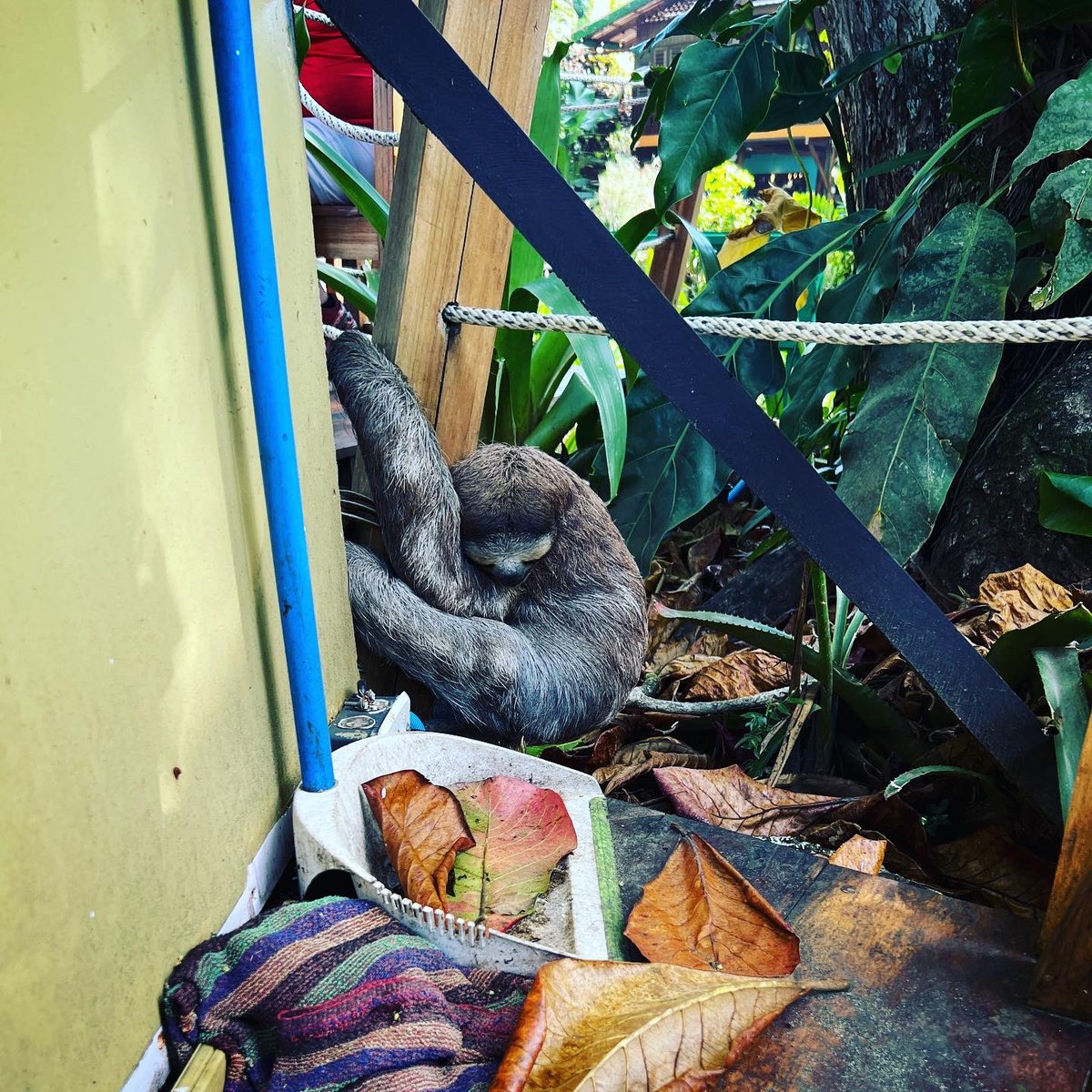 mslucycooke's tweet photo. The reality of a sloth’s life in Costa Rica: passed out in a bar. Sloths are victims of recent rapid development. Losing just a few trees forces them to ground where dogs, cars &amp; tourists wanting selfies r a lethal threat. @SlothCon are trying to protect increasingly urban sloths https://t.co/sXtC7aJRMp