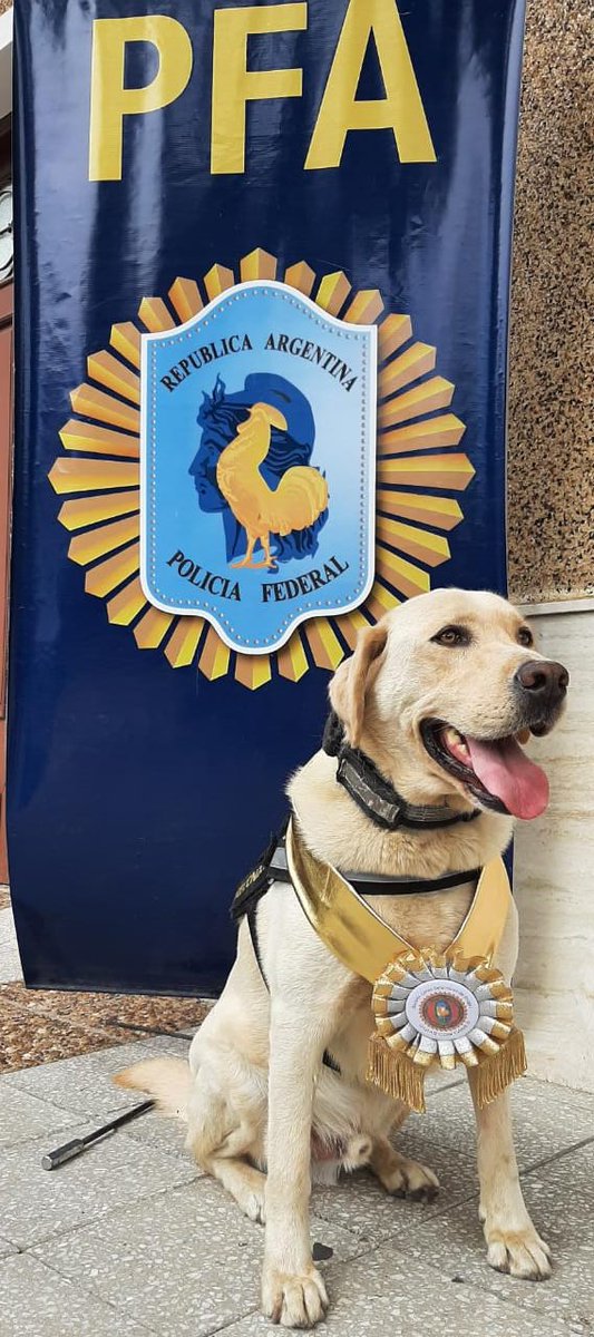 Boris, el perro detector de drogas de la Policía Federal Argentina con sede en Reconquista, fue reconocido por su trayectoria, su trabajo y excelente desempeño en contra del narcotráfico. <a href="/PFAOficial/">Policía Federal Argentina</a>
Felicitaciones!!!