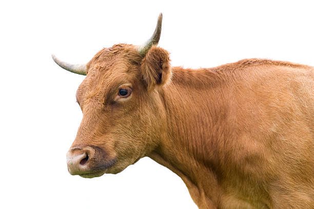 [QQT: A]
1/23
This is a cow. There was a time this animal was so crucial to sustenance, wars came to be fought over it. Some of the earliest trades in the history of civilization involved sale and purchase of this animal.