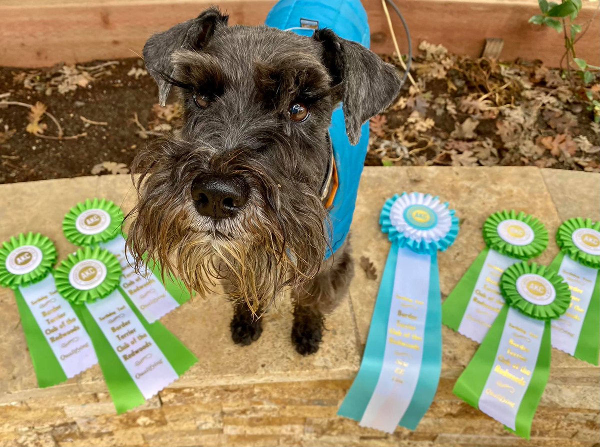 AMSC_schnauzer's tweet photo. Some examples of our wonderful breed out doing dog sports and winning lots of great ribbons this weekend! Schnauzers are smart, versatile and can do anything!! Here we have fast cat, earth dog, & agility! #SchnauzerGang #Schnauzer #performancedogs #dogs #dogsoftwitter https://t.co/WdFmsnP1Ye