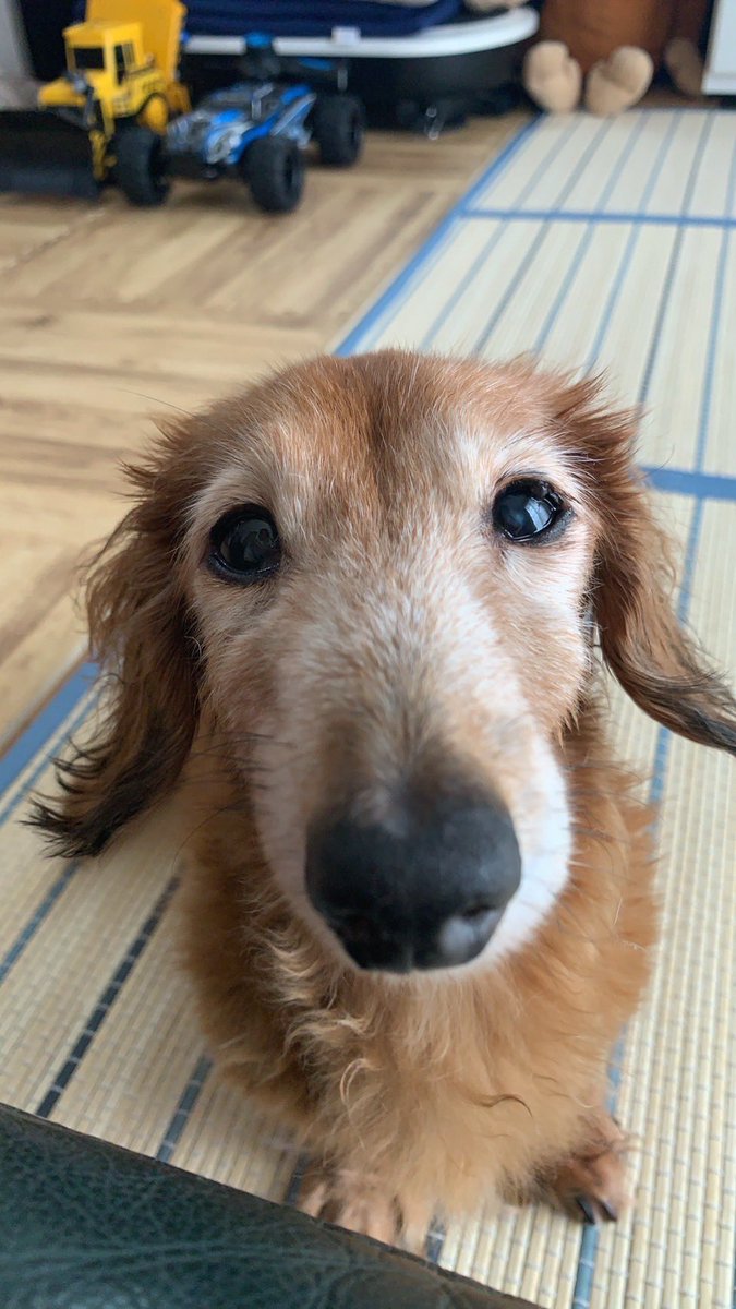 かわお！

#エネルギッシュわんちゃん選手権