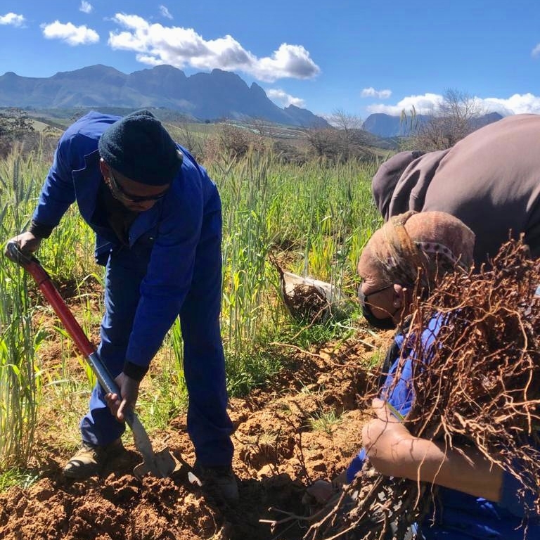 CapeWinemakersG's tweet photo. On 26 September 2021, Simonsig Estate planted two new white grape varieties from the Chateauneuf du Pape region in France - Picpoul and Bourboulenc. 

These varieties will be used in CWG Member Johan Malan's The Grapesmith Mediterraneo Rhone style white blend. 

#Simonsig #CWG https://t.co/9yN5Ewq7K9