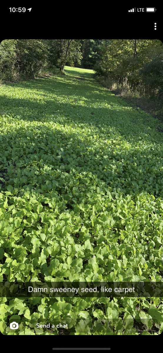 SweeneySeed's tweet photo. Happy opening day, Michiganders!
We hope you get the BIG ONE 🦌! Especially those who used our food plot seeds! 

It Always Pays To Plant The Best! https://t.co/rVCb5luypJ