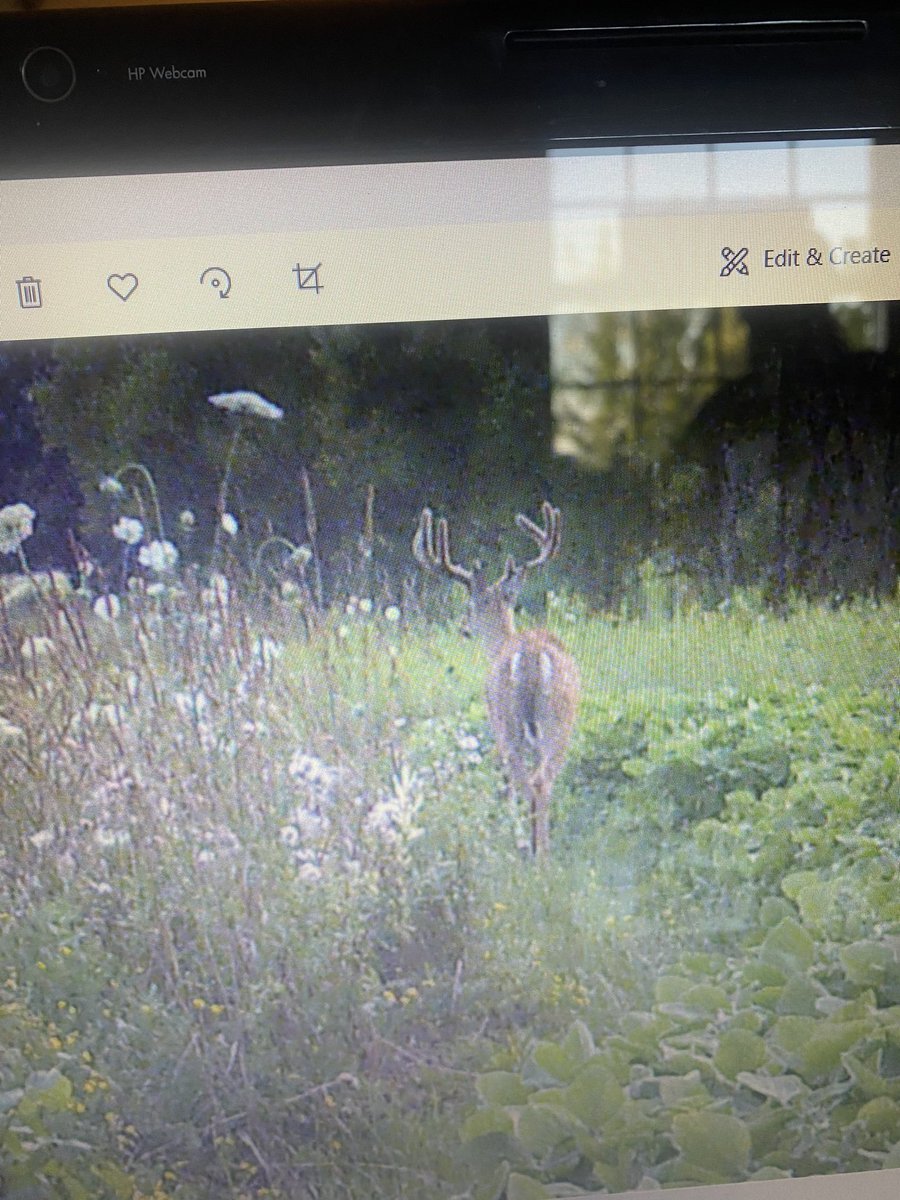 SweeneySeed's tweet photo. Happy opening day, Michiganders!
We hope you get the BIG ONE 🦌! Especially those who used our food plot seeds! 

It Always Pays To Plant The Best! https://t.co/rVCb5luypJ