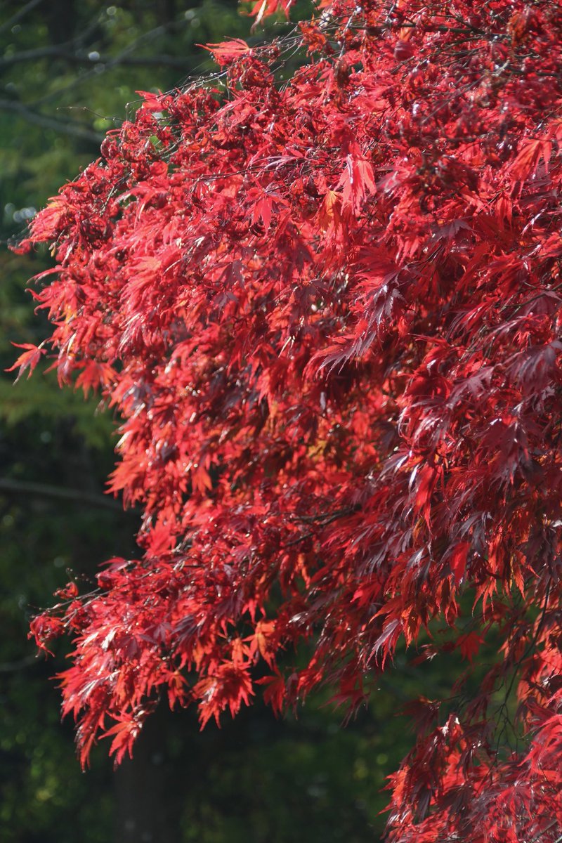 No photoshop, just #MotherNature in all her glory ⁦<a href="/BatsfordA/">batsforda</a>⁩ last week.