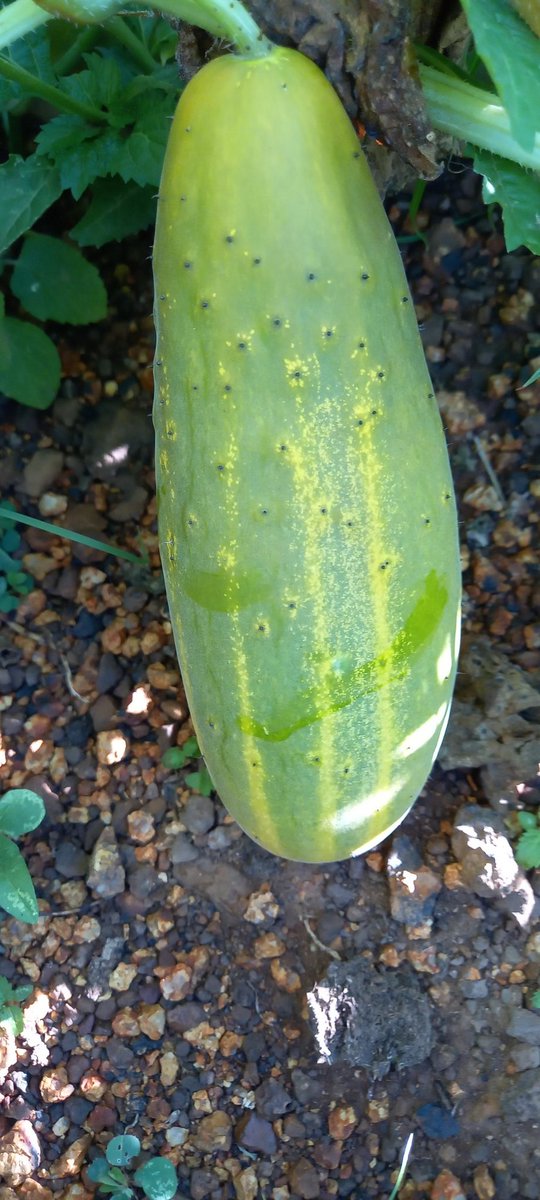 # Permaculture