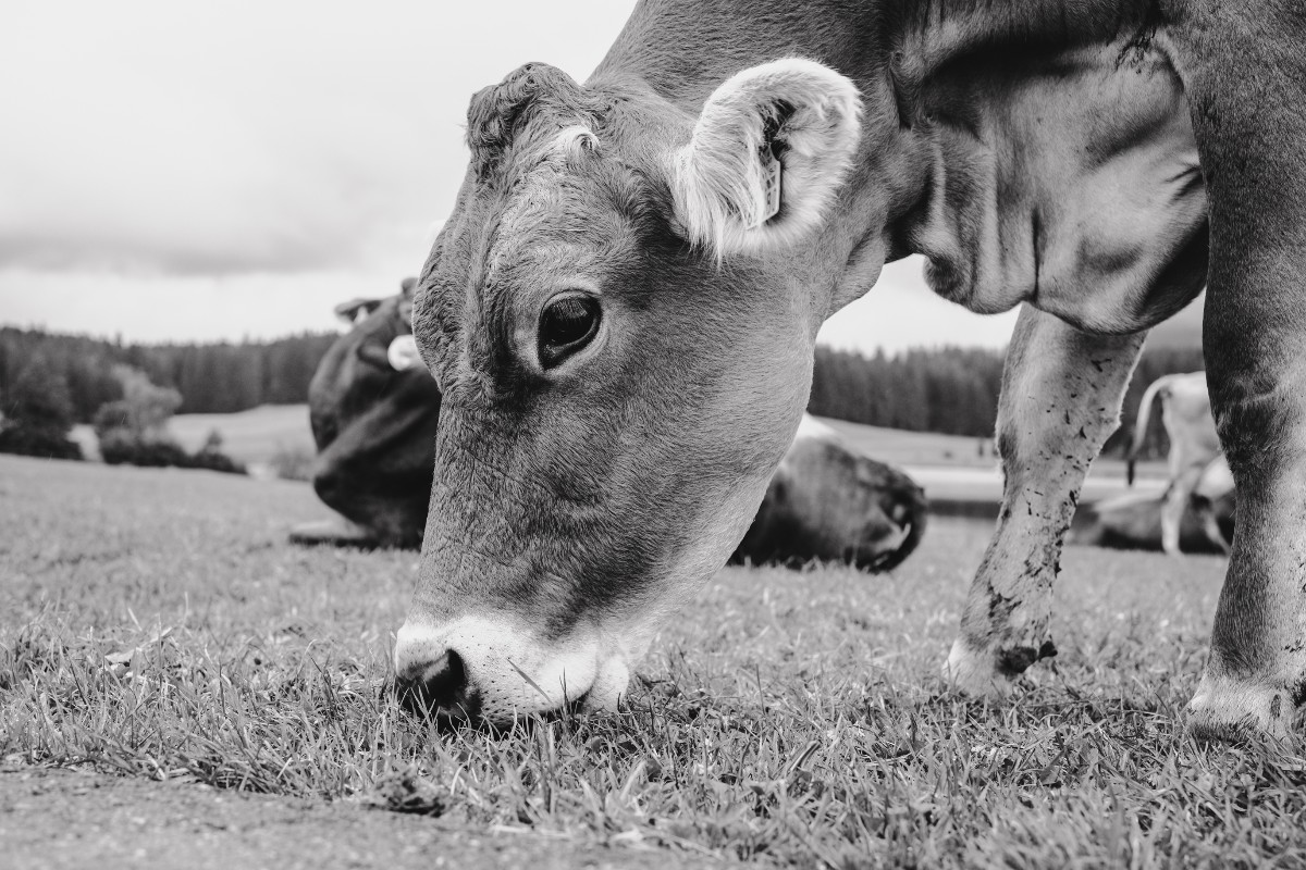 FujifilmX_DE's tweet photo. #xSample von @HousemeisterD
 
X-E4 l F4 l 1/180 Sek. l ISO 160 l 33mm
 
Eine gelungene Schwarzweiß-Aufnahme von Fotograf Dennis. Die Kühe verbringen gerade ihre letzten Tage auf der Wiese, bevor es im Winter in den Stall geht. https://t.co/KZe3ElO2Vu