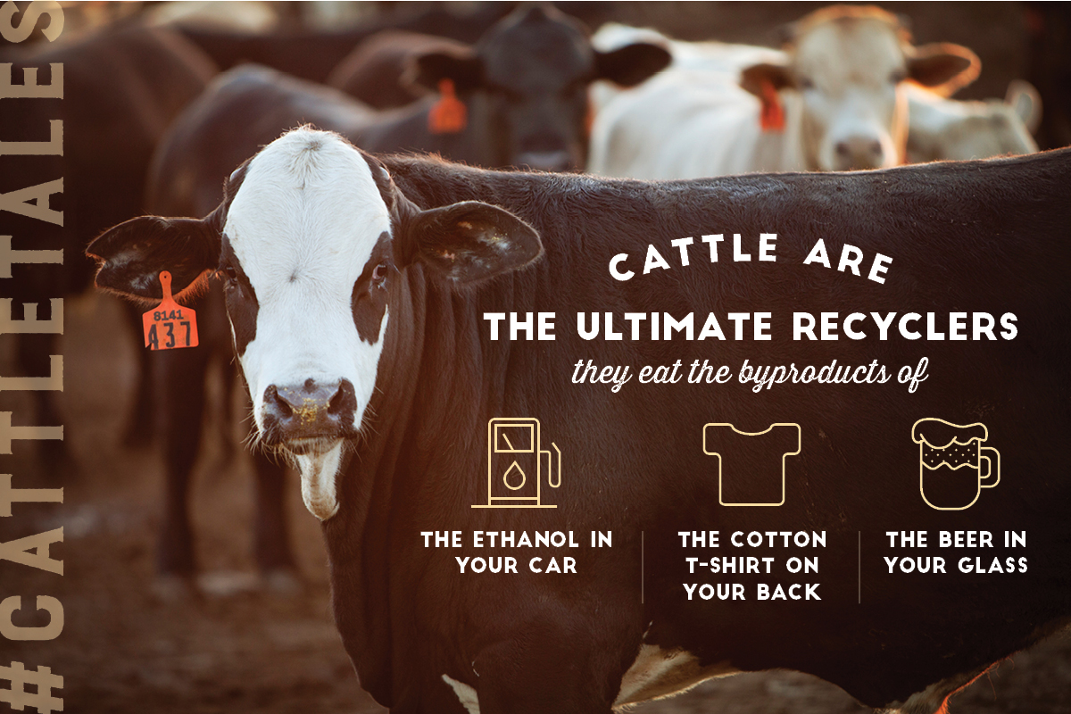 CattleTales's tweet photo. Did you know about 86% of what cattle eat are 🌱s and 🌱-byproducts that are inedible to humans and would otherwise go to waste? Their unique ruminant digestive system upcycles said plants into high quality protein for consumers to enjoy.

#AmericaRecylcesDay #Upcycle https://t.co/C0RGrpy8AH
