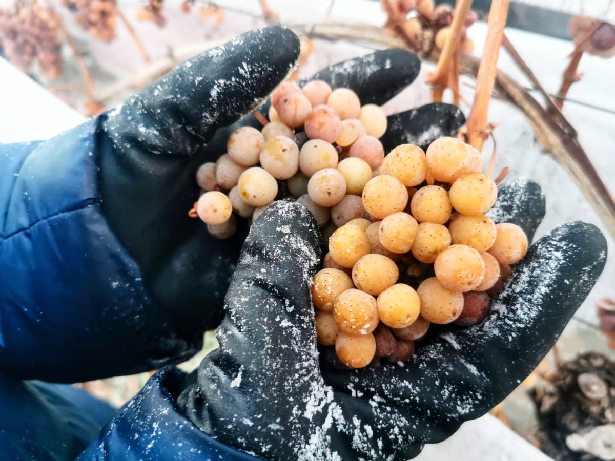 MillesimaUSA's tweet photo. ❄️Did you know? "Eiswein" (or Ice Wine) is made by allowing the grapes to freeze on the vine, then pressing them while still frozen. These wines are packed w/ luscious fruit aromas (ripe pear, yellow apples, guava, grapefruit).
📷: © #Donnhoff
https://t.co/Smrcecztei https://t.co/xt9D9zrxFf