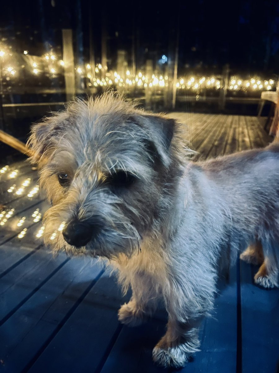 tiinakivinen's tweet photo. Winter is coming! #norfolkterrier #summerstudio #Rambo #jouluvalotviritetty https://t.co/c7Yk8zGpC9