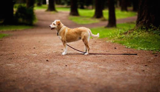 quotes_excerpts's tweet photo. "I hope the dogs won't bark tonight. I always think that one of them is mine." 
Albert Camus
- The Outsider -
#quote #booktwt #GoodreadsChoice https://t.co/CYEq6FP1NG