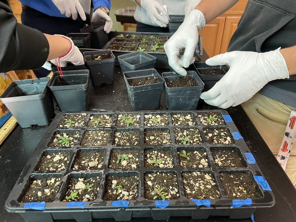 andrewkearns64's tweet photo. #APStatistics students at @josemartimast at the endpoint of their experiment with Vernonia blodgettii; students re-potting germinants for long term survival. Data collected and ready for inference! #MakingStatsReal ππΏ#mast2122 @JennPossley @FairchildGarden @DadeFNPS https://t.co/SrYMgmBpRT