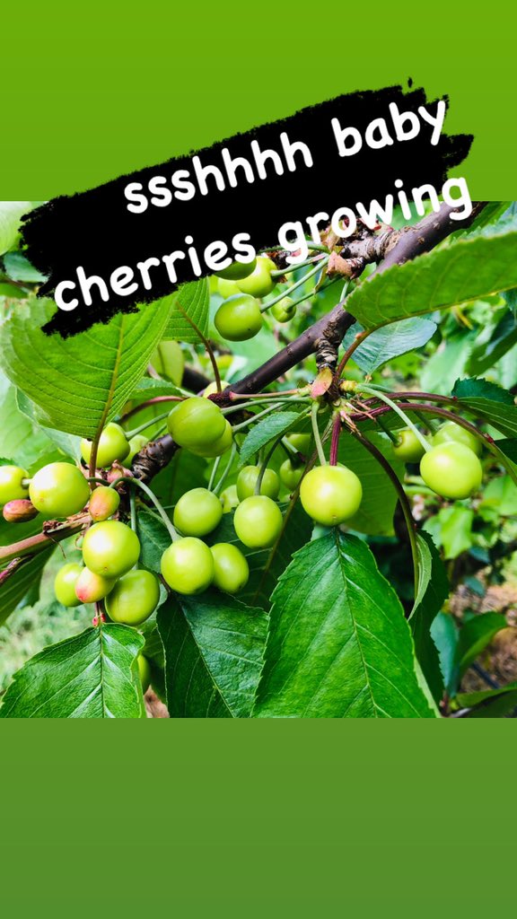 Josh Dennis tweet media