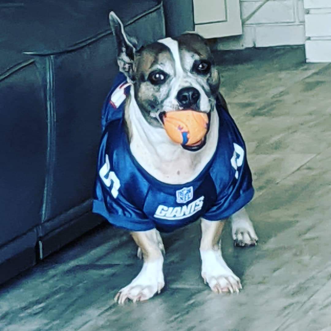 This is Milo's Game Day Ball <a href="/chuckittoys/">Chuckit!</a> #GimmeTheDamnBall