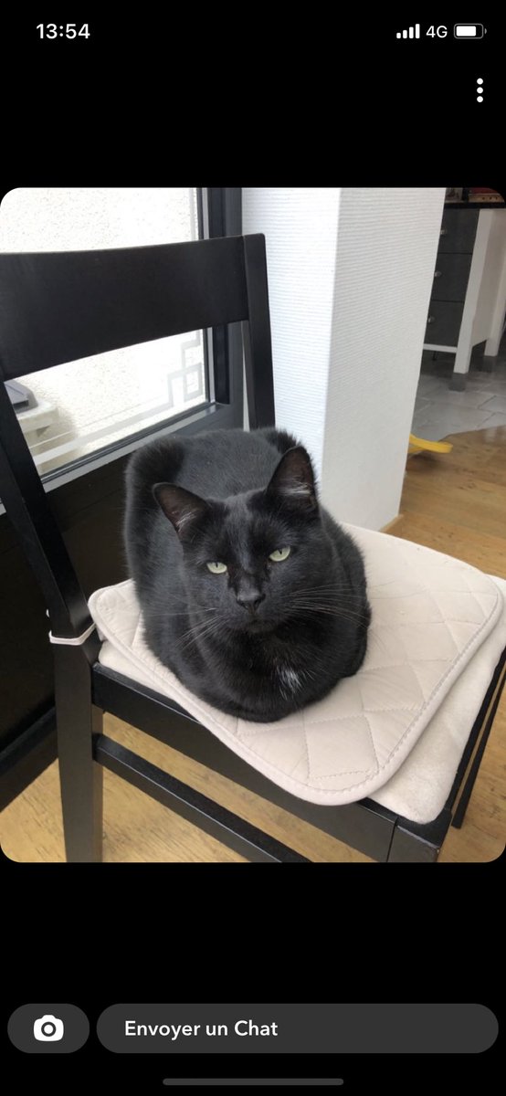 LucasMansuyl's tweet photo. Ma copine a perdu son chat dans les alentours de heumont. Il s’appelle Joko il a une tache blanche au niveau du cou                                                        Retweetez s’il vous plaît !! https://t.co/9mMvucNsAA