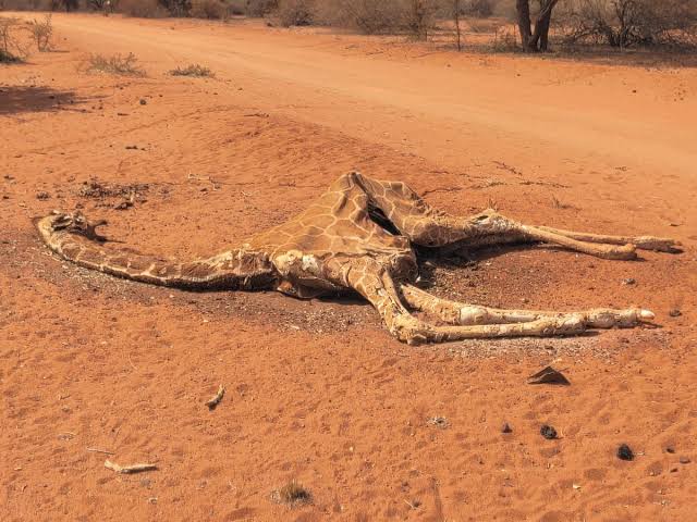 Ondu_Ke's tweet photo. In Northern Kenya, a Giraffe's skeleton lies dead, its long limbs splayed.
It starved to death due to the ongoing Drought.
Africa contributes only  4% of World’s Carbon Emissions and they are paying the highest price!!!
#COP26 #ClimateCrisis  #DroughtKE21  #ClimateEmergency https://t.co/ivy3reNsmz