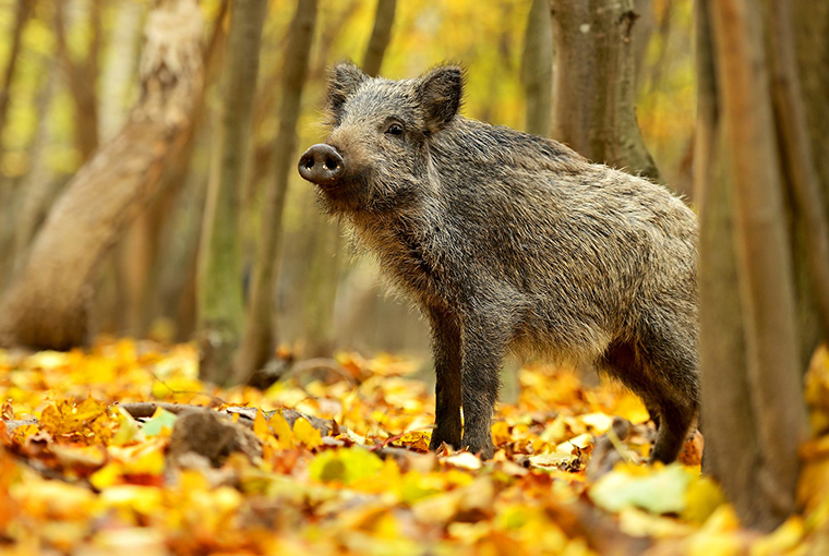 OODMag's tweet photo. Wild pigs should be trapped, not hunted.
https://t.co/dlu0nicHvO
@ofah @invspecies #Hunting #Fishing #Outdoors #Trapping #OntarioOUTofDOORS #Wild #Pigs #InvadingSpecies #Hybrids #Sounders #Competition #Predation #Disease #PigBin #MarchofthePigs #HeyPig #Piggies #PigsontheWing https://t.co/BfCft1Oktn