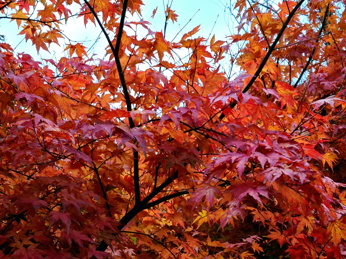 daveroll1's tweet photo. Superb scotch egg and not bad autumn scenes in Grasmere #LakeDistrict #lakes https://t.co/UxxTrdnKxT
