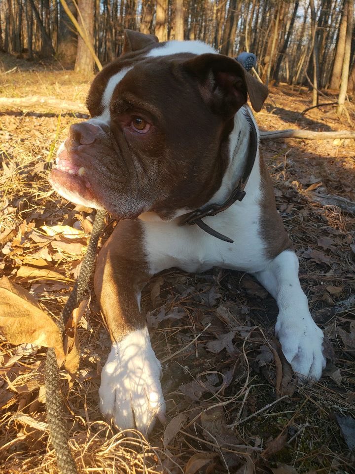UNCGSpeaking's tweet photo. Meet Otis! The next pet to join our #speakingcenterpetparade
πΆπ±πΉπ°π¦π ππ¦
Otis is owned by Elena Nealsonπ
Fun Fact:
-He may look like a scary boy, but he's afraid of most things including: rain, open doorways, extension chords, and turtles.
#uncgpets #petparade https://t.co/MkHdsu5IbC