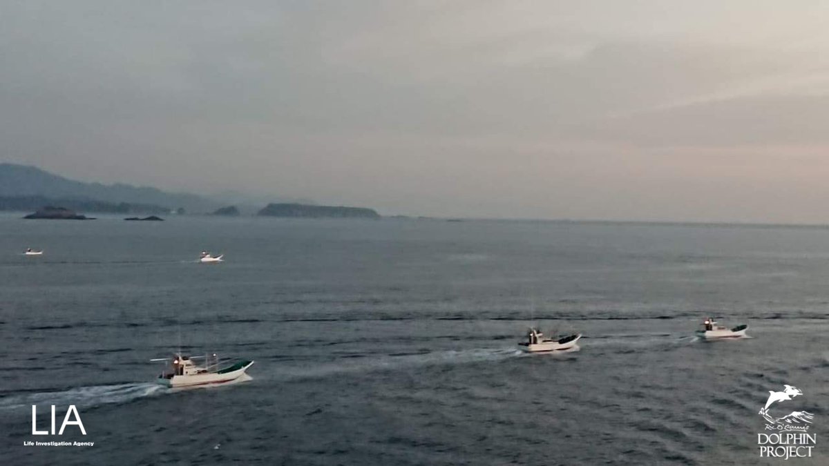 Dolphin_Project tweet picture