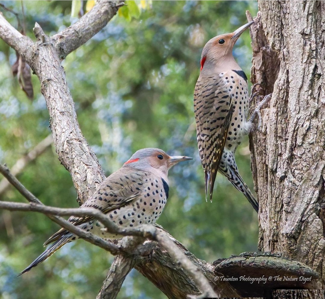 These two lovely Northern Flickers (📸 by Chantal Taunton "thenaturedigest" on Instagram) are investigating an old #woodpecker nest. When their breeding season arrives, #NorthernFlicker pairs will be looking for similar structures to start their new families