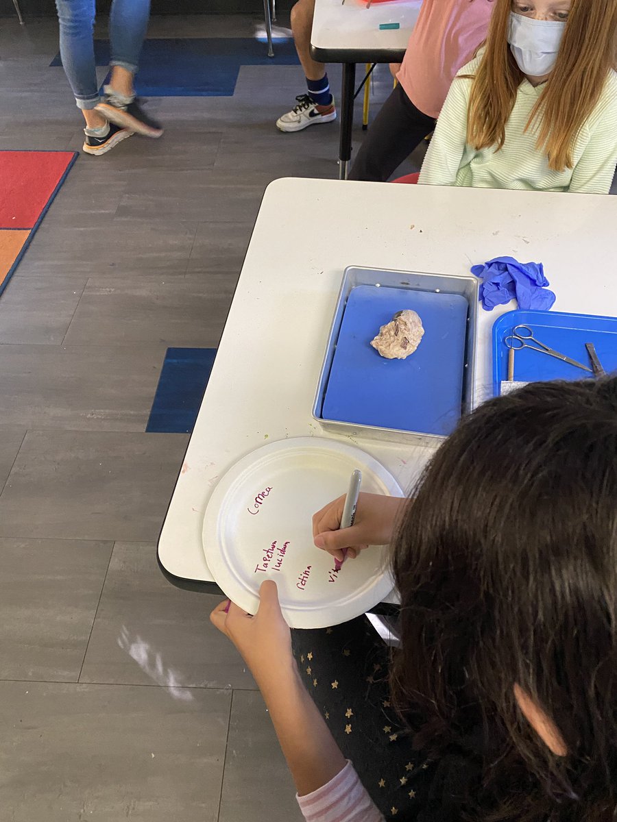 Cow/ sheep eye dissection at Oak- what a memorable experience for our students! <a href="/kattell/">kimberly attell</a> <a href="/lasdk8/">LASDK8</a> <a href="/LAEFOnline/">LAEF_Los Altos</a>