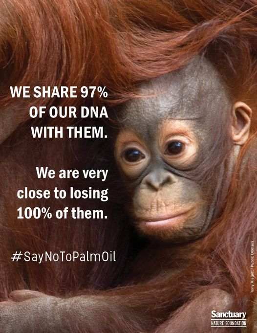 #SustainablePalmOil is not sustainable It means monocultures of palms. That means deforestation, habitat destruction, consequent enormous loss of precious irreplaceable biodiversity. The industry is a form of neocolonialism of the global South. #SayNoToPalmOil #BoycottPalmOil