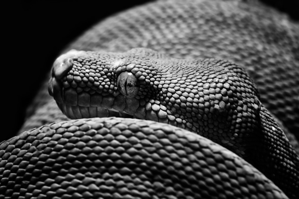 lowbassphotog's tweet photo. Do I have enough shots of this guy for a series yet? #greentreepython #herping #blackandwhite #python #fineartnaturephotography #art #fieldherping #snakes #constrictors #moreliaviridis #bnw #naturephotography #wildlifephotography #photo #macro #photographer #photography https://t.co/9yZ1TMlI37
