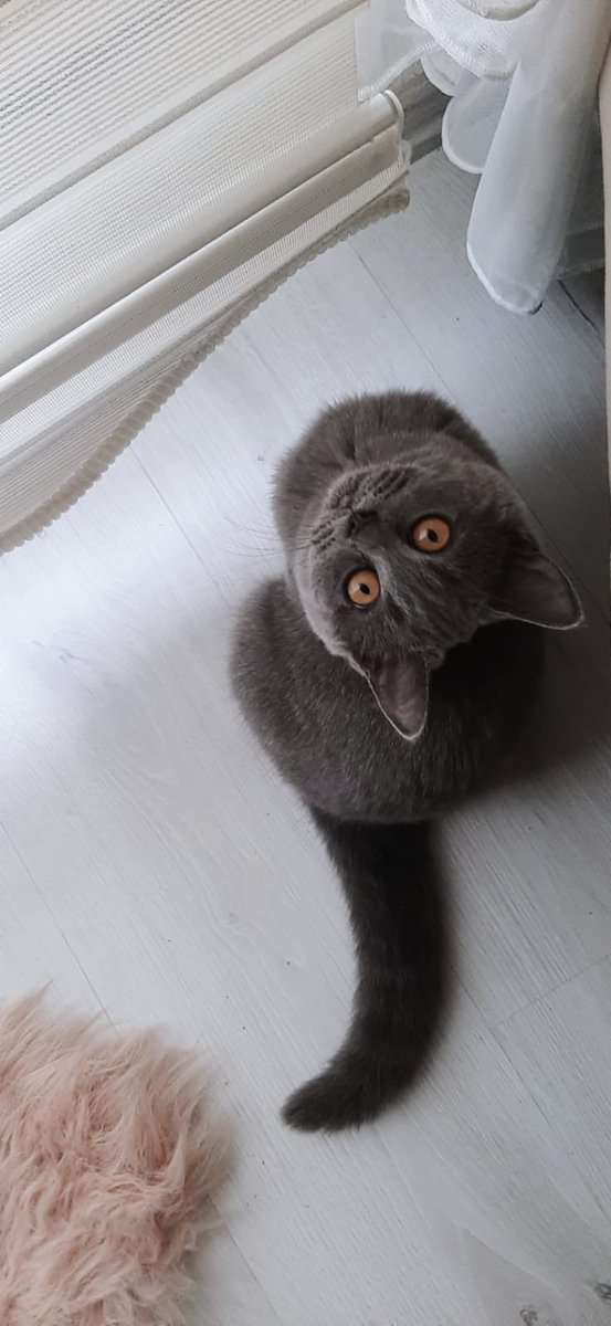 Ballarrrr 🍯 #Scottish #British