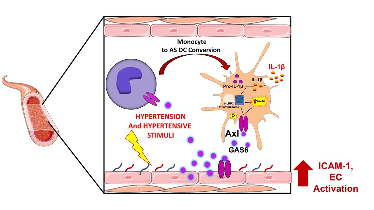 CircRes's tweet photo. Van Beusecum &amp; colleagues found that activated #endothelium in #hypertension releases #GAS6 the ligand for #Axl to induce #inflammation by transforming #monocytes into #APCs. Learn more at https://t.co/ApVmcM3tTx 

@juanbeusecum @cyndyashibao1 @smartdunc https://t.co/AqXBKyUKe8