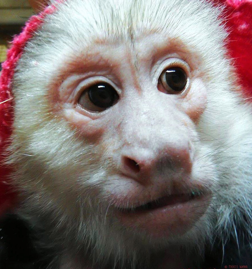 PocketsWarhol's tweet photo. To Santa: 🎅🏻
c/o North Pole - Express Delivery
Dear Santa, I would like to apply for the position as Assistant Elf to the Assistant  Elf commencing December 24th. Please contact me at your earliest convenience. 
Sincerely, Pockets Warhol (Photo Included) 🐒 https://t.co/VbmHV9ZBvG
