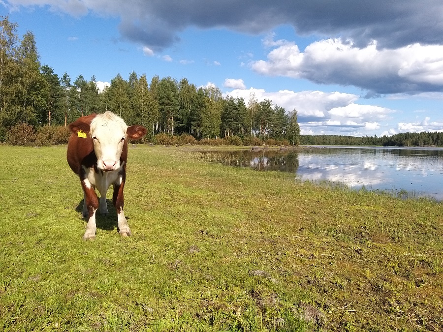elinvoimak_EP's tweet photo. Kommun- ja Organisation-Helmi är ett sätt att främja den biologiska mångfalden och förbättra värdefulla livsmiljöer inom Helmi-programmet. Ansökningstiden går ut 30.11.: https://t.co/aLs241pLiw #understöd #bidrag #NTMcentralen #Helmiprogrammet #Helmi #livsmiljöer https://t.co/2Cegh7x6wD