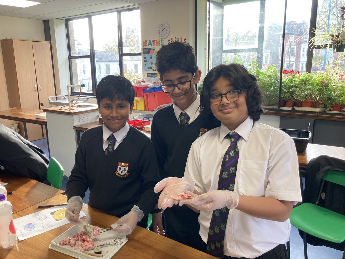 Biology_NHS's tweet photo. Today was a very popular Biology club! Year 7 performed their first ever dissection of a brain 🧠 they very much enjoyed identifying the different parts and are very keen to perform a heart dissection next Biology club! https://t.co/UtbiWt1kFI