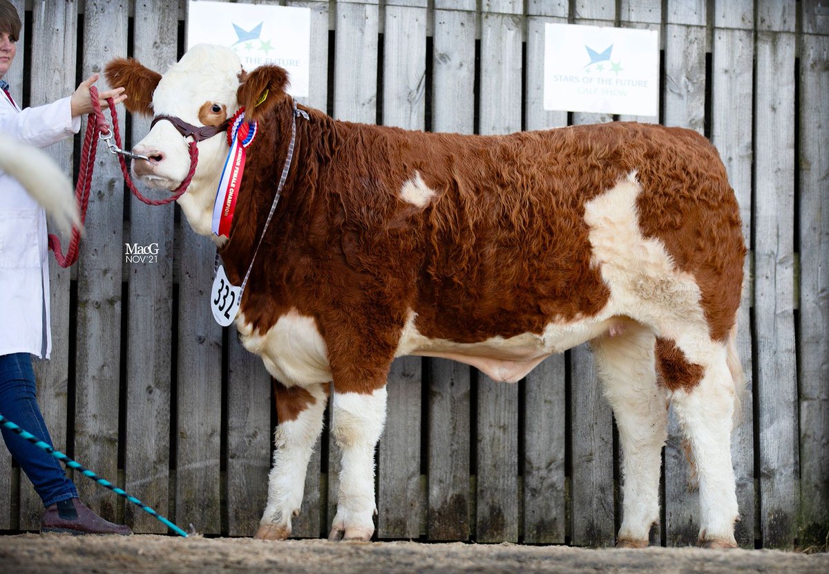 britishsimms's tweet photo. STRONG SHOW OF #SIMMENTALS ‘SHINE BRIGHTLY’ AT STARS OF THE FUTURE
• Islavale win Overall & Reserve Overall Senior, & Reserve Junior Female
• Annick Memphis wins Overall Junior, & Junior Continental Interbreed
https://t.co/ueDlTerqPW https://t.co/BbRqGpYE2z