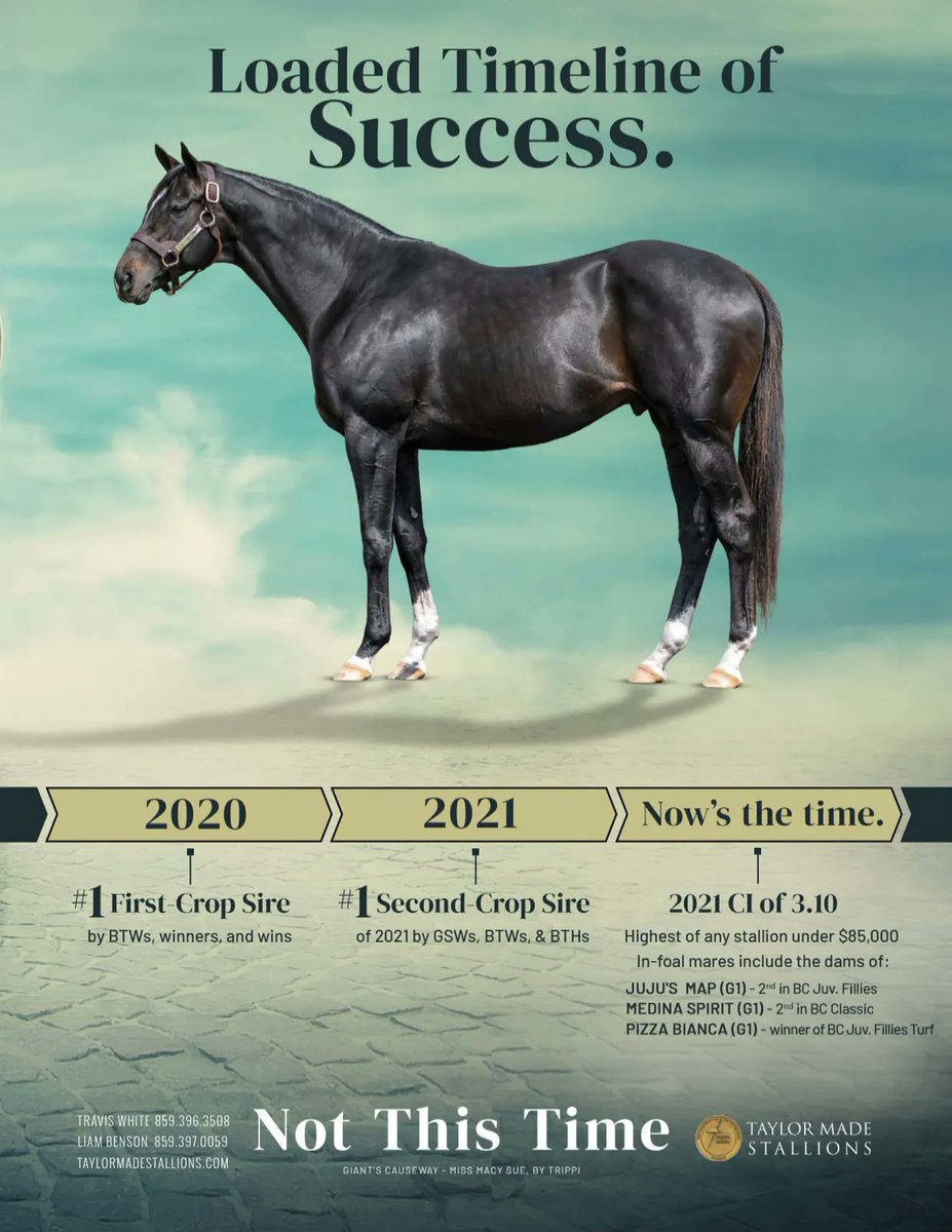 theTDN's tweet photo. Not This Time, standing at @TMStallions has a loaded timeline of success! https://t.co/GZhJq26K1K