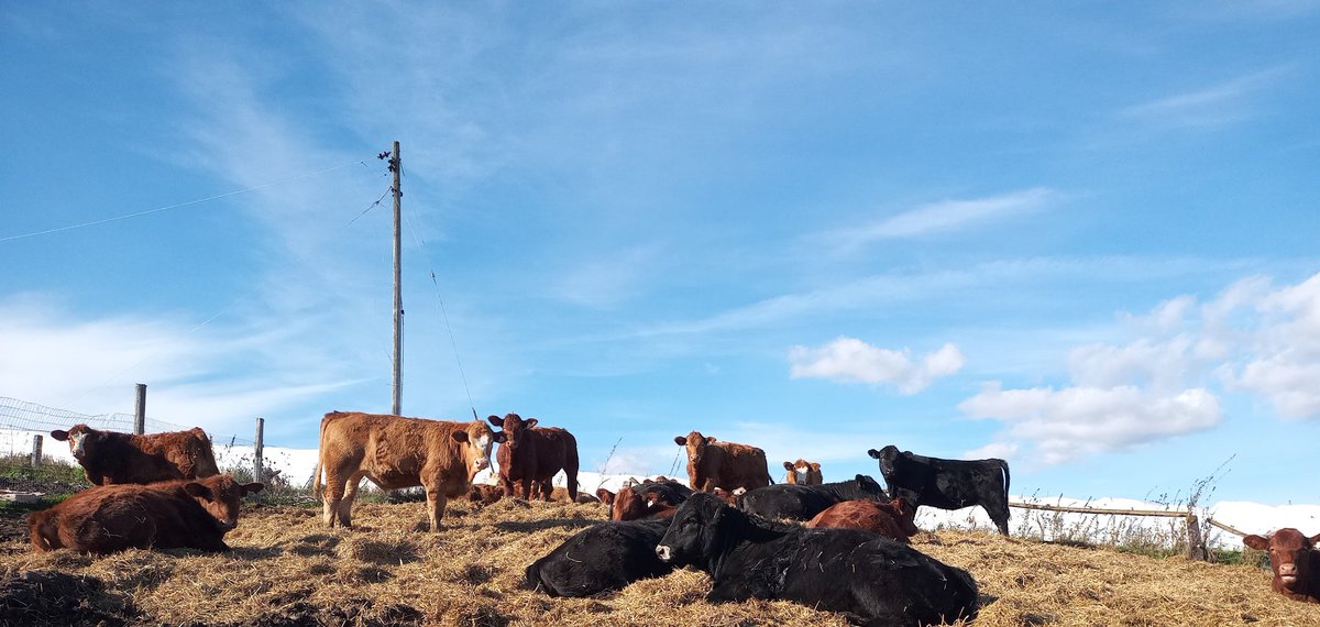 These calves and others are heading to Ontario Stockyards  for the all vaccinated sale tomorrow. <a href="/carrollauctions/">Ab Carroll</a>  <a href="/BeefFarmersON/">Beef Farmers of Ontario</a>