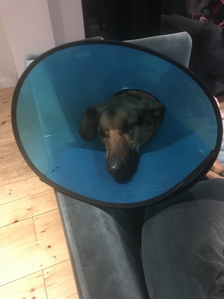 TSculthorp's tweet photo. #Dogs everywhere - if you want to end up looking a complete idiot like #Destry following an emergency visit to the vet - then carry on chasing #squirrels you’ll never catch and injuring yourselves crashing into fences. That is all. https://t.co/DO7BsmaJdt