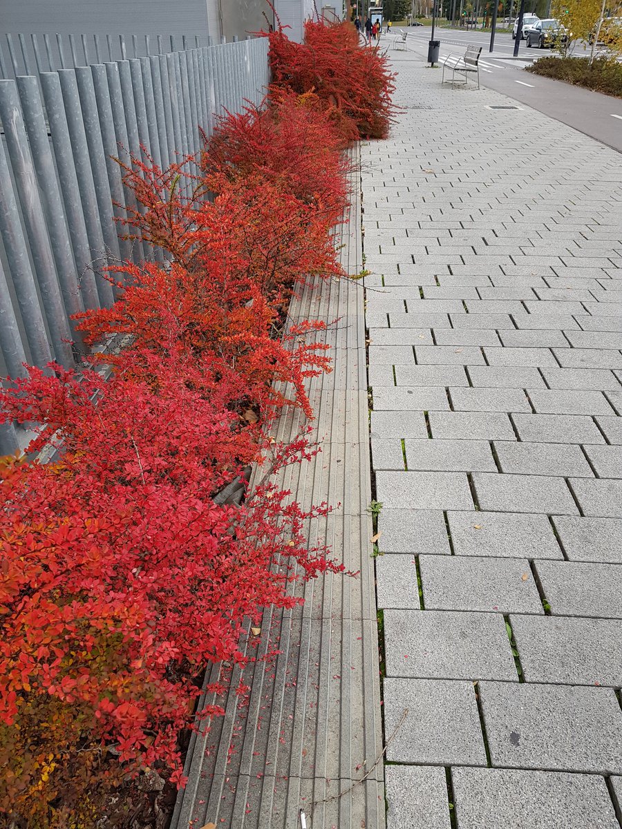 Los colores de otoño son preciosos pero no deberían invadir las guías para invidentes.
En este caso los arbustos, hacen imposible el guiado para entrar a la estación de autobuses de <a href="/vitoriagasteiz/">Vitoria-Gasteiz!</a>