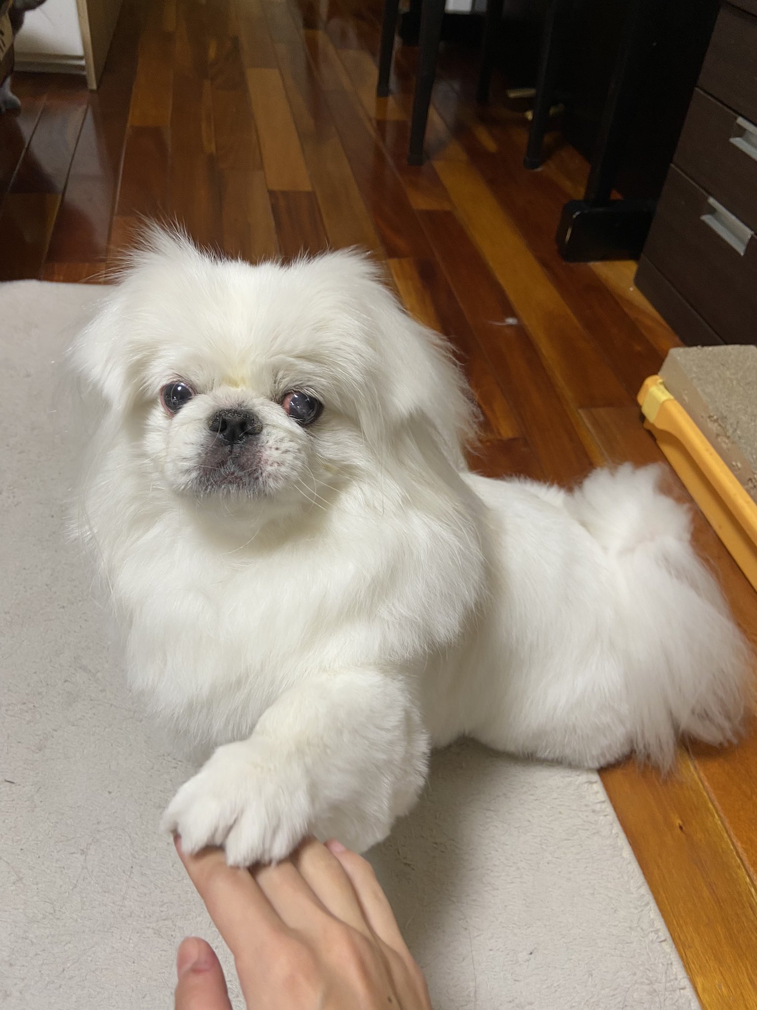 ᖰinchan 今日のバボちゃん トリミングしてきたよ ペキニーズ マルペキ バボちゃん ライオンカット T Co Uusdv3pae3 Twitter