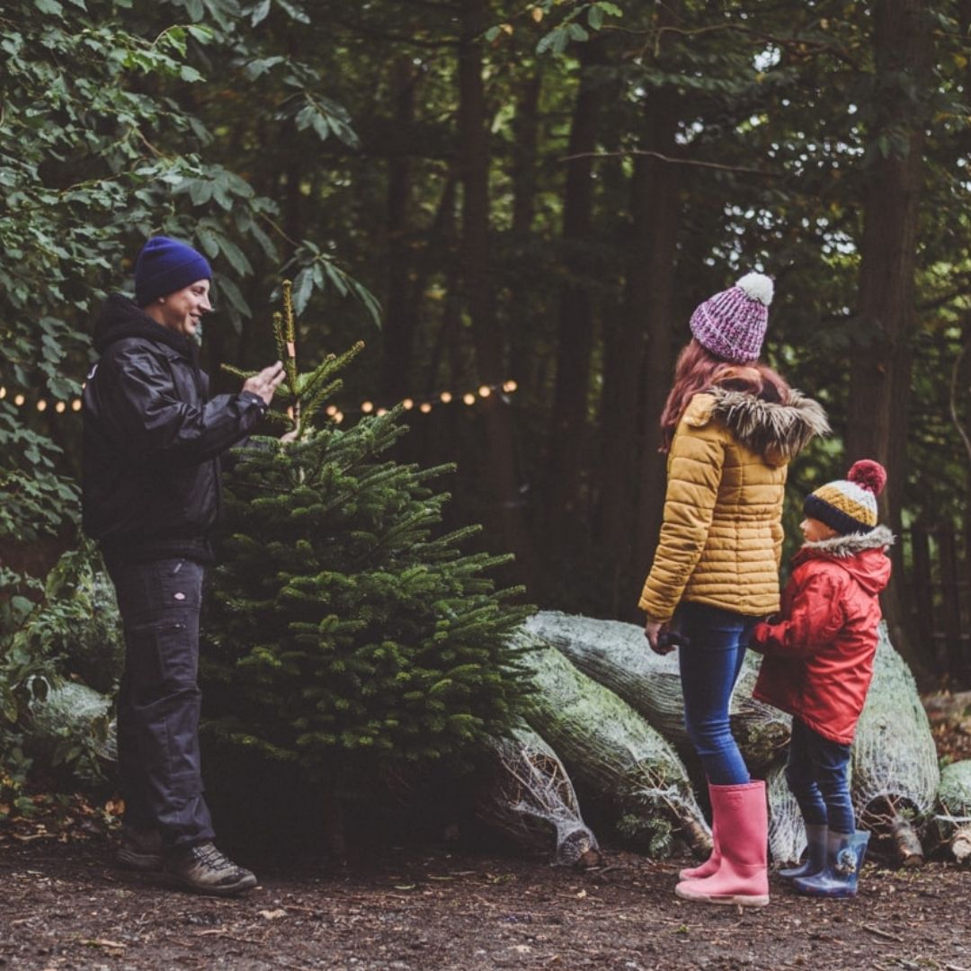 Clickmas Trees tweet media