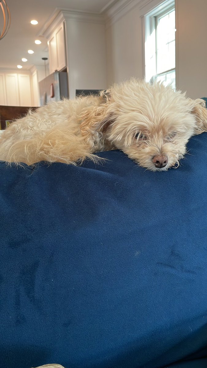 BlueBostonMama's tweet photo. @WillNovak13 @rachsyme Our dog, Walter :) https://t.co/pyTXIenK3I