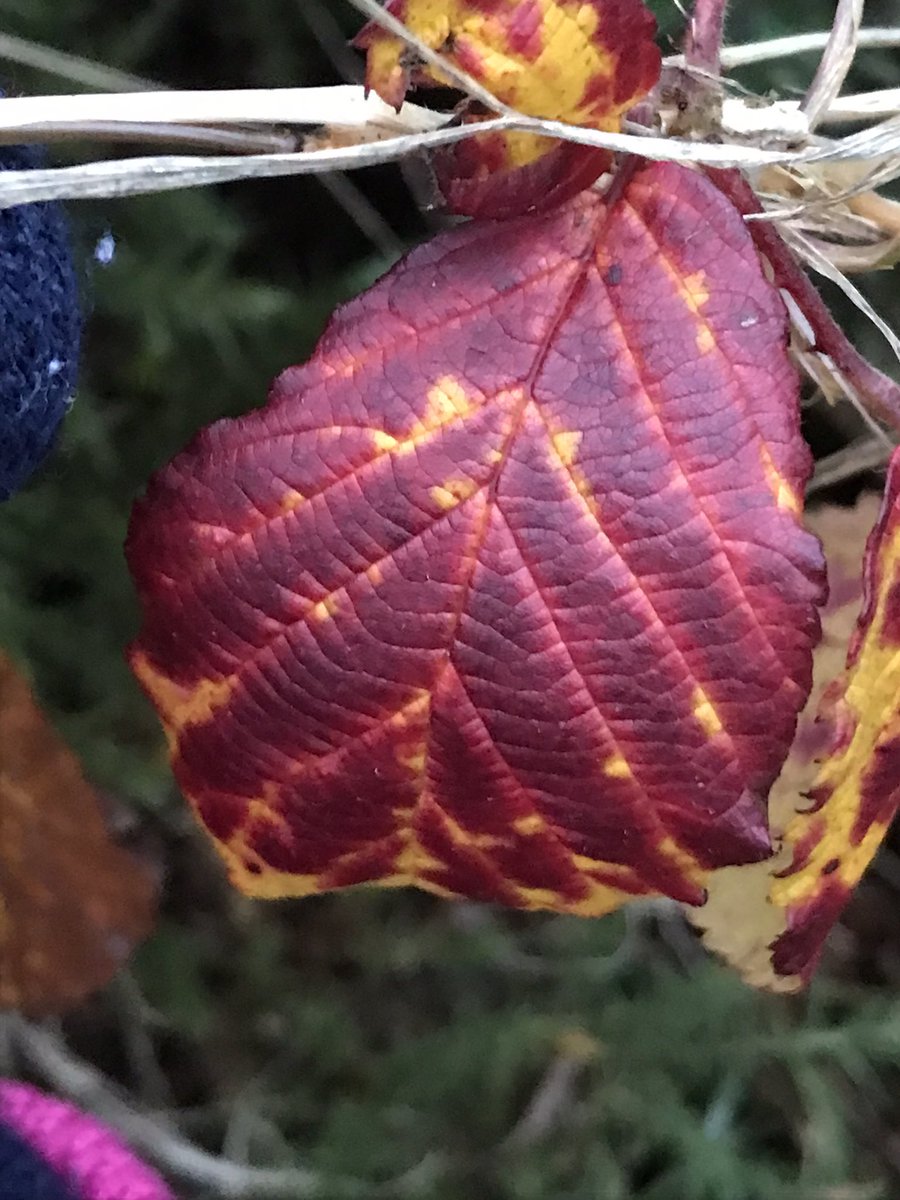 The humble bramble in all her autumn glory, the colours are amazing #noticenature #Autumnwatch #BiodiversityIsHeritage