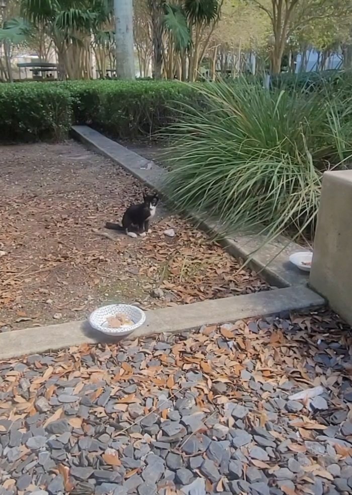 bnjsutherland's tweet photo. @theFIUcats In honor of our little panther near AHC-4 💔 little guy put a smile on my face every Wed and Thurs for the past month. Broke my heart to hear the news. https://t.co/5Rbvl4KBaK