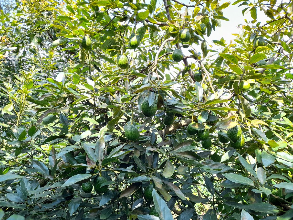 raletona's tweet photo. #delagranjaasumesa iniciamos la cosecha 2021-2022 con aguacate de excelente calidad. Envíos los fines de semana. El aguacate se entrega verde para que usted lo madure a su conveniencia. https://t.co/iOeBeoqKjj