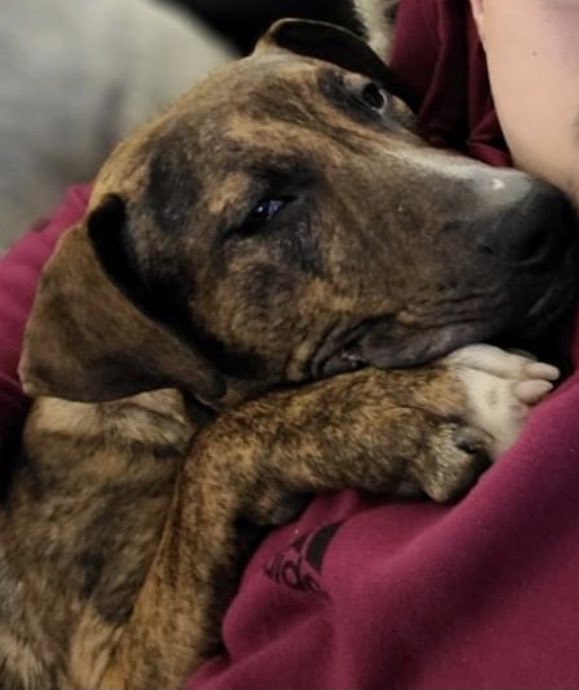 Monday vibe 😴 #Tinder #DogsOfDatingApps #SwipeRight