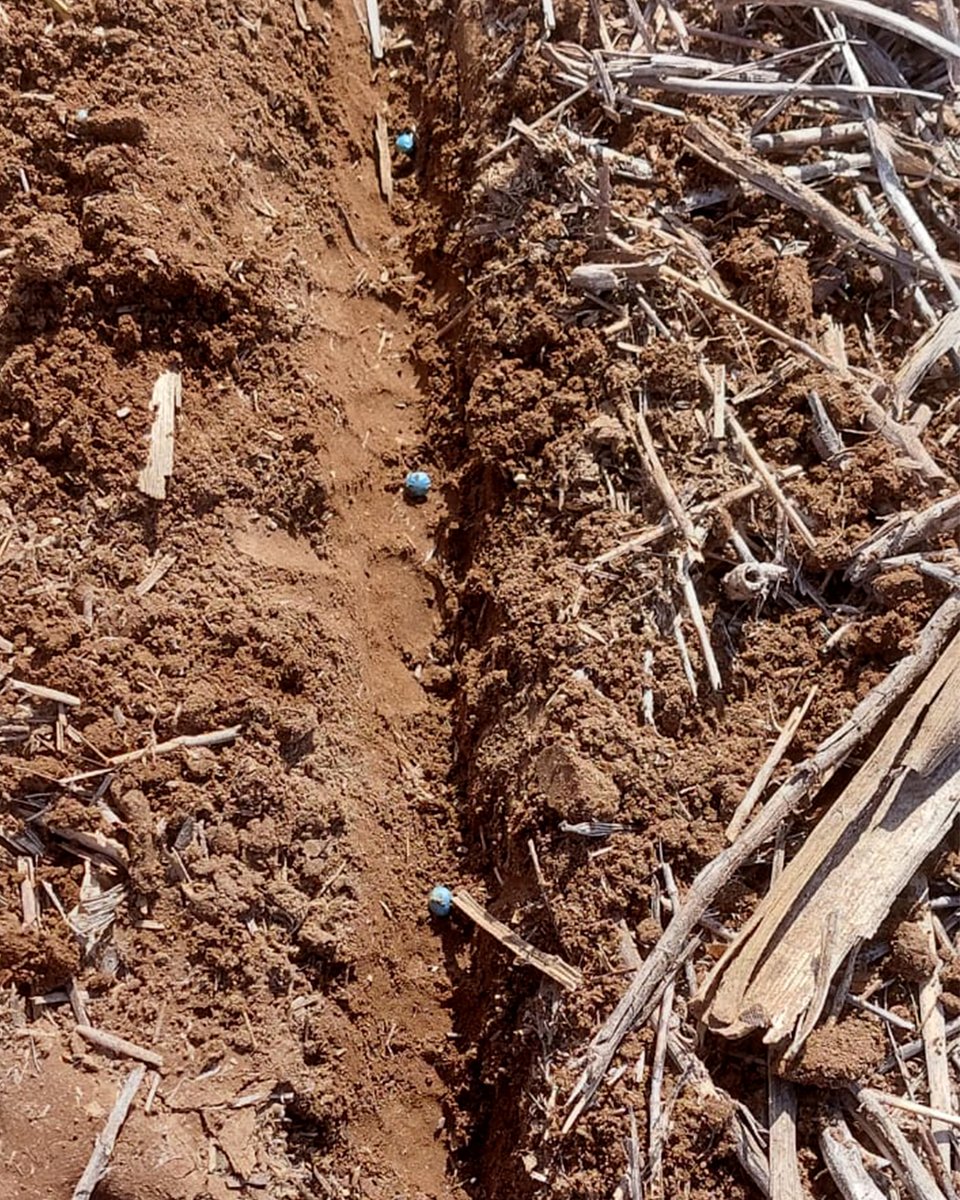SemilleroSDL's tweet photo. 🚜🌱¡Arrancamos la campaña 21/22!
👉Variedad: 49E21sts @DONMARIOoficial @CortevaARG
📌Mattaldi, Córdoba
#Soja #SojaDM #Siembra #Campaña21-22 #CampoArgentino https://t.co/FENTrxJOoX