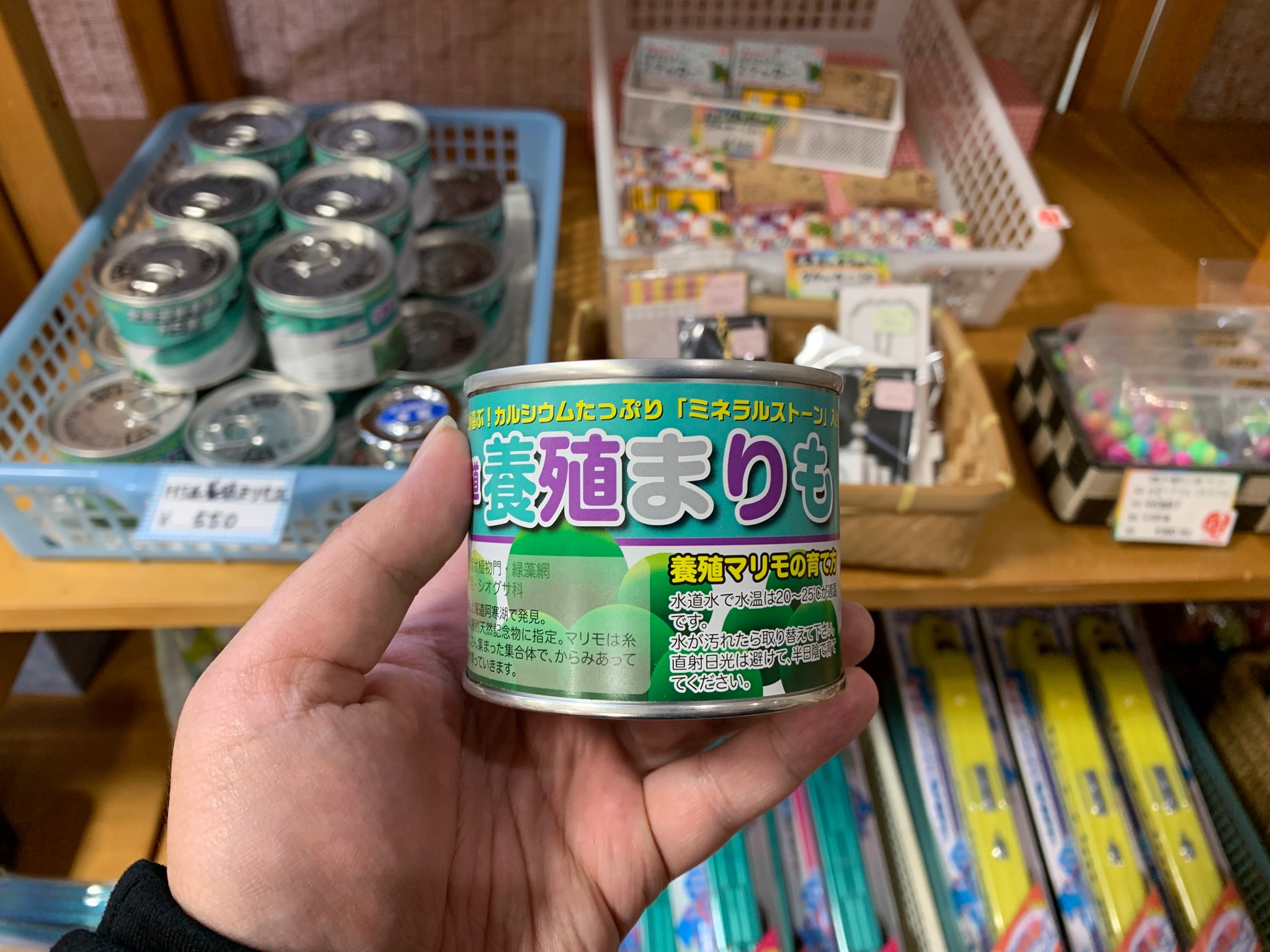 柴t まりも 養殖してみませんか 道の駅いまべつ 養殖 まりも 缶詰め T Co Gezxj6eyfy Twitter