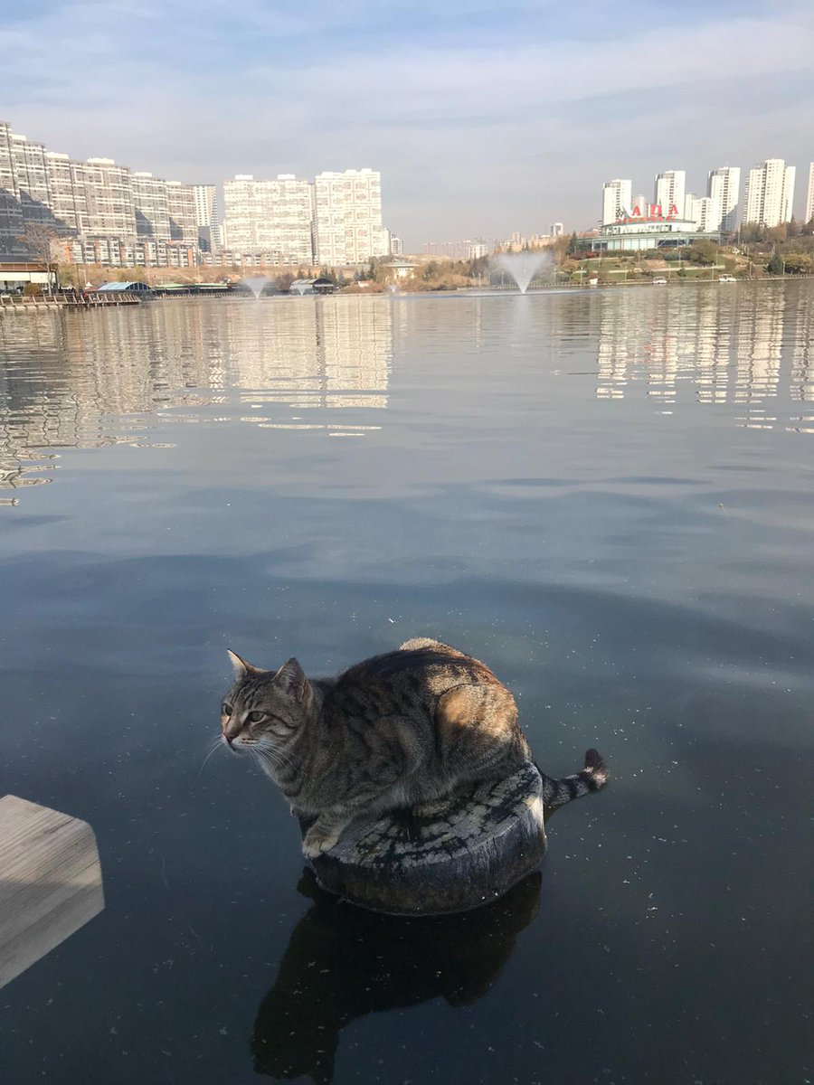 Kediler sudan korkarlar sen nasıl geldin oraya bilemedim kiiiii
