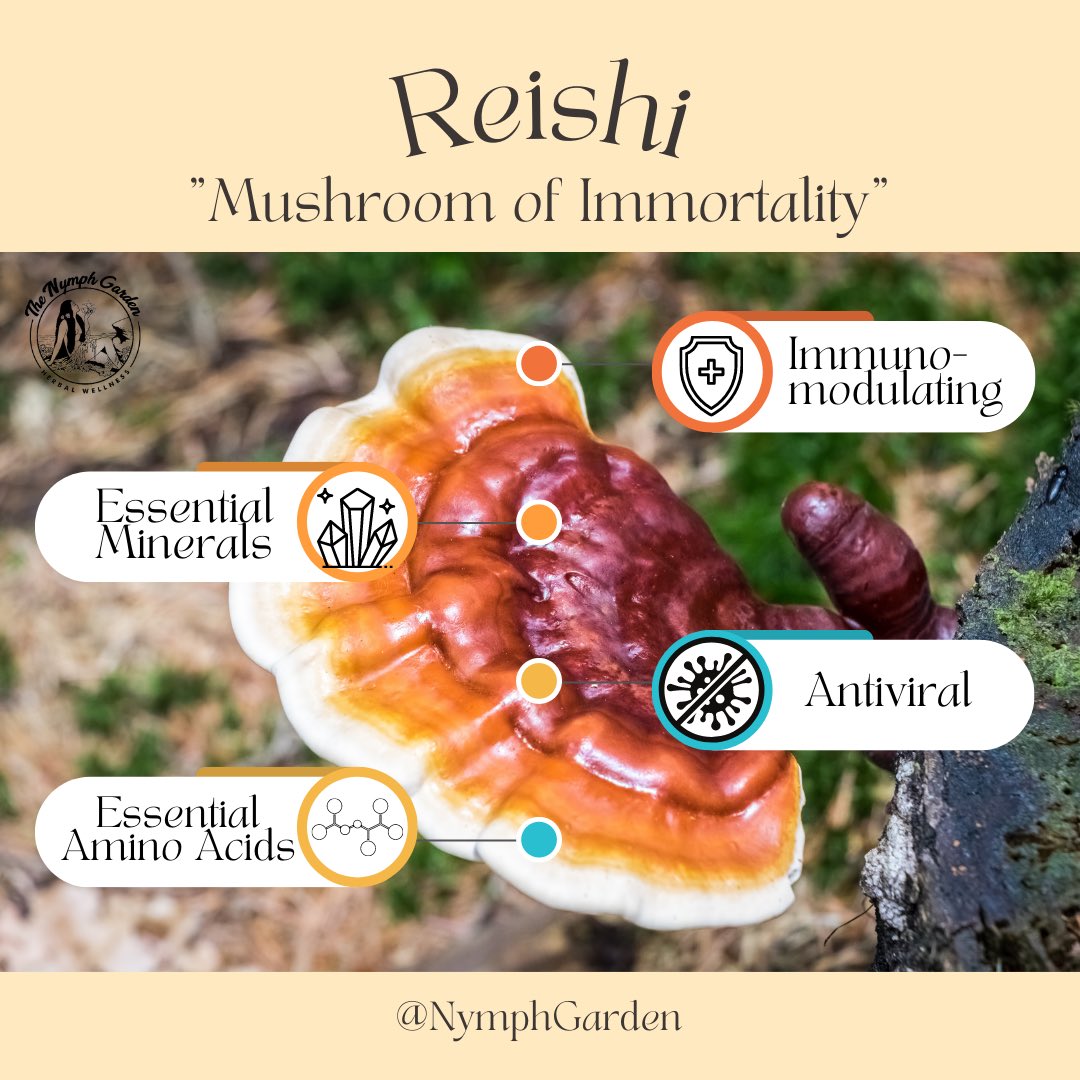 Reishi (Ganoderma lingzhi) is a vital ally for immune protection year-round, thanks to its adaptogenic properties, but especially important during cold winter months. 🍂